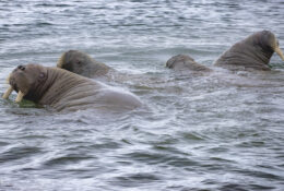 Spitsbergen_2025 (34/78)